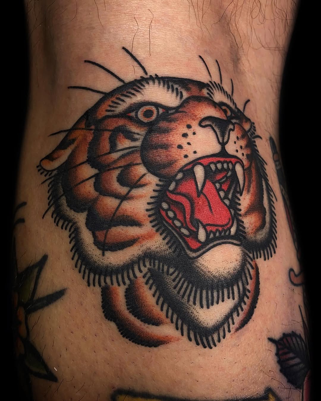 Tiger, Animal