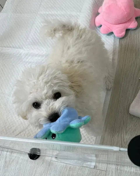 Mini, Animal