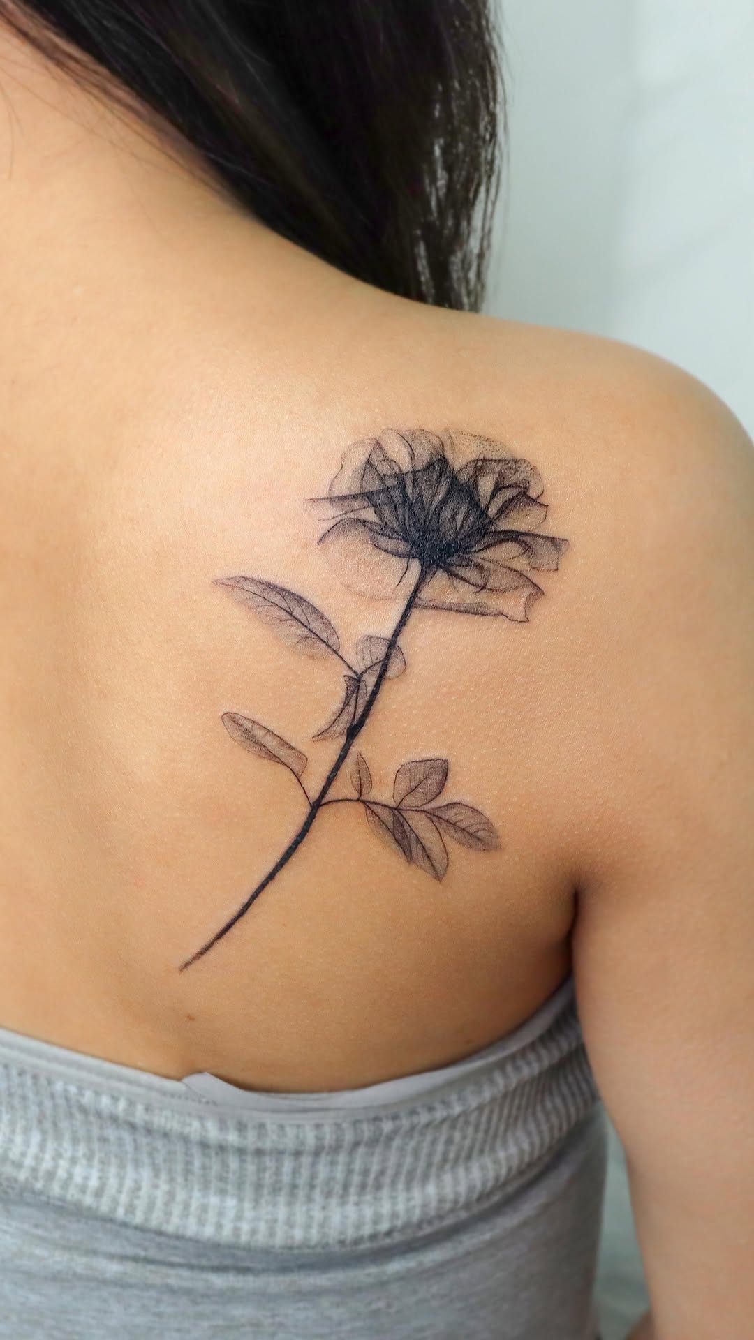 Flower, Rose, Nature