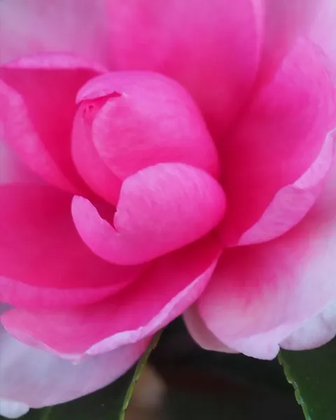 Flower, Nature, Rose