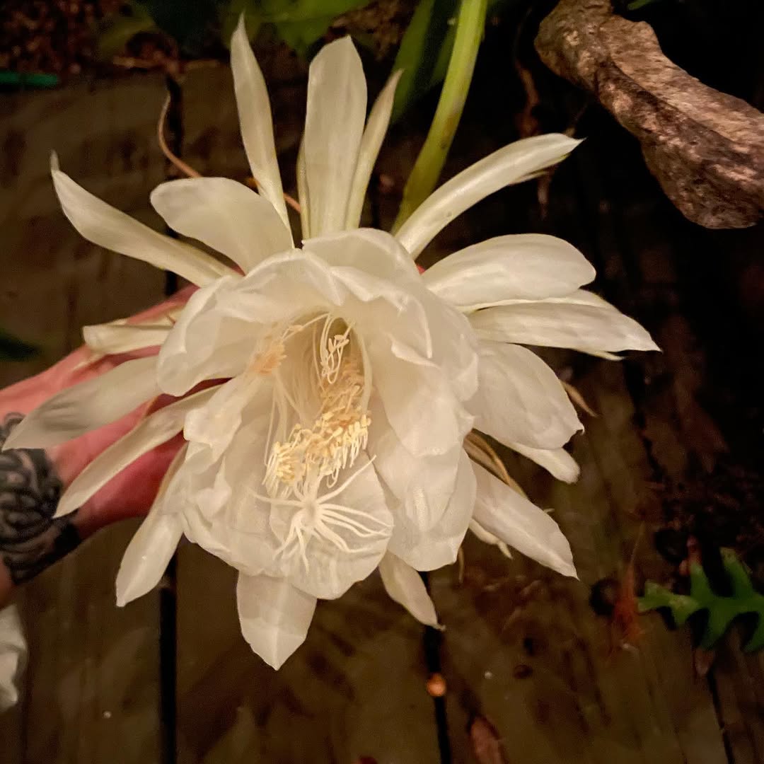 Flower, Nature