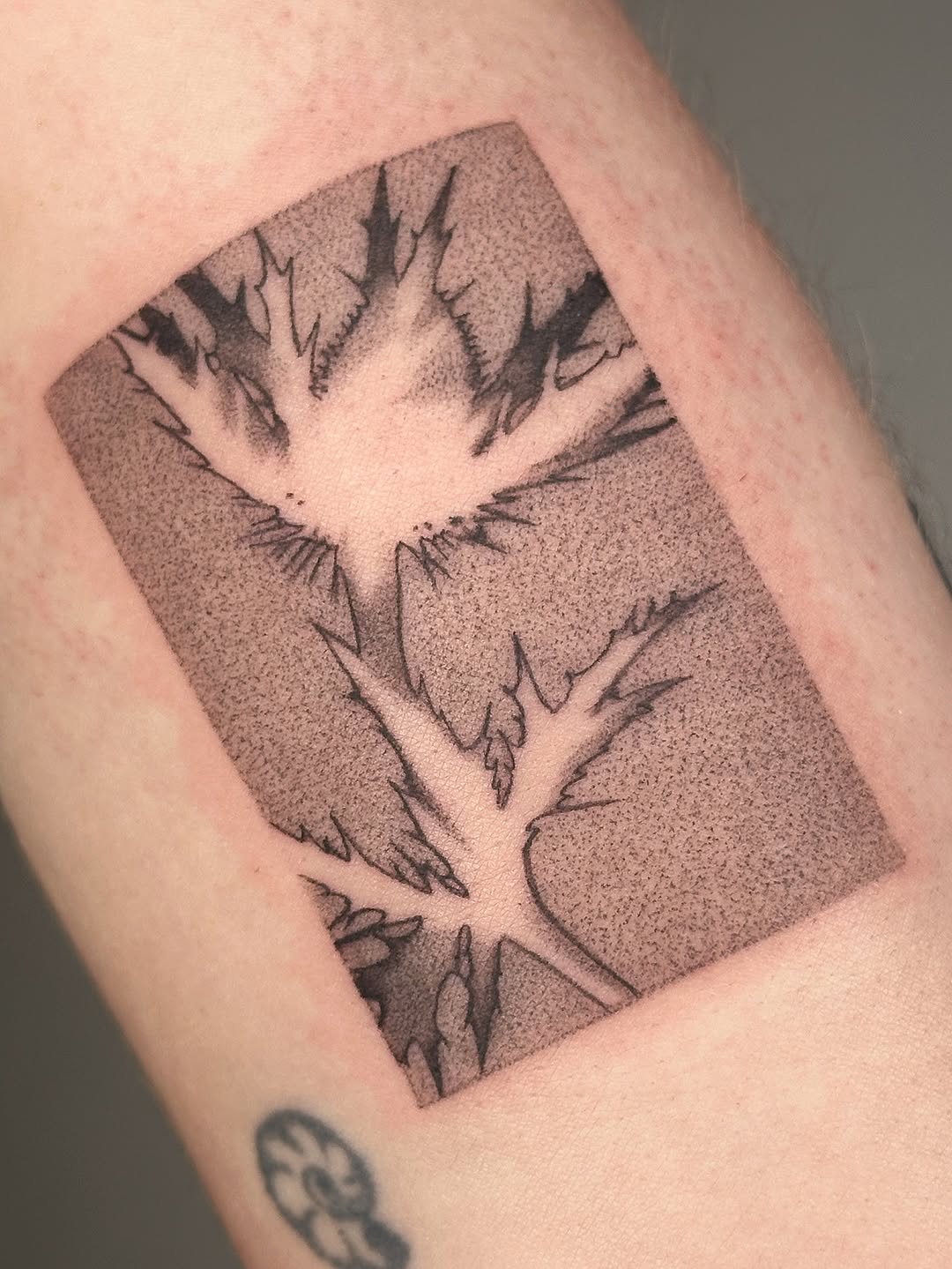 plantsnpokes
