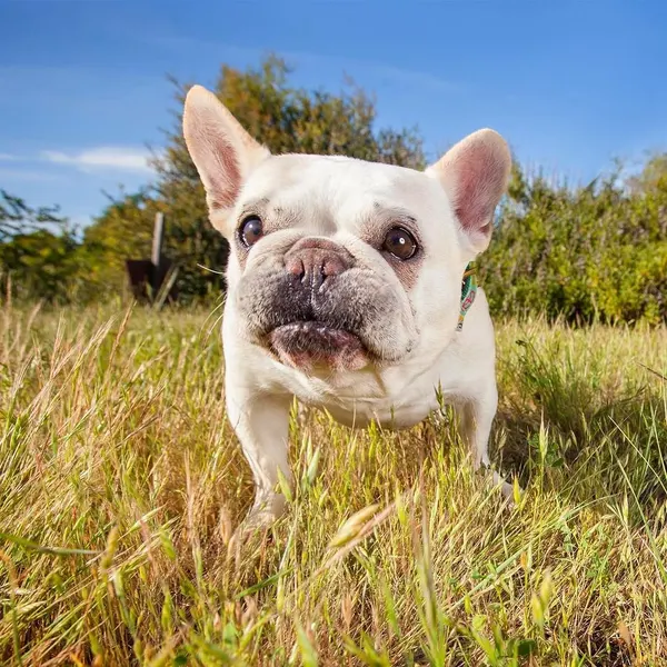 paw.tattoo