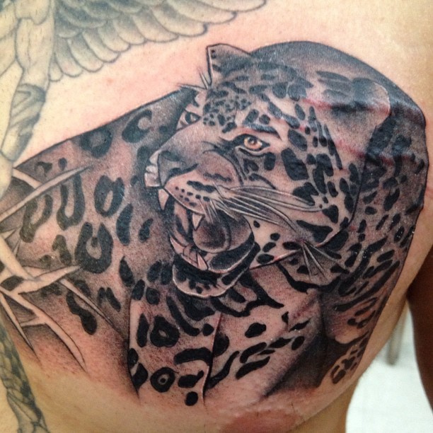 Animal