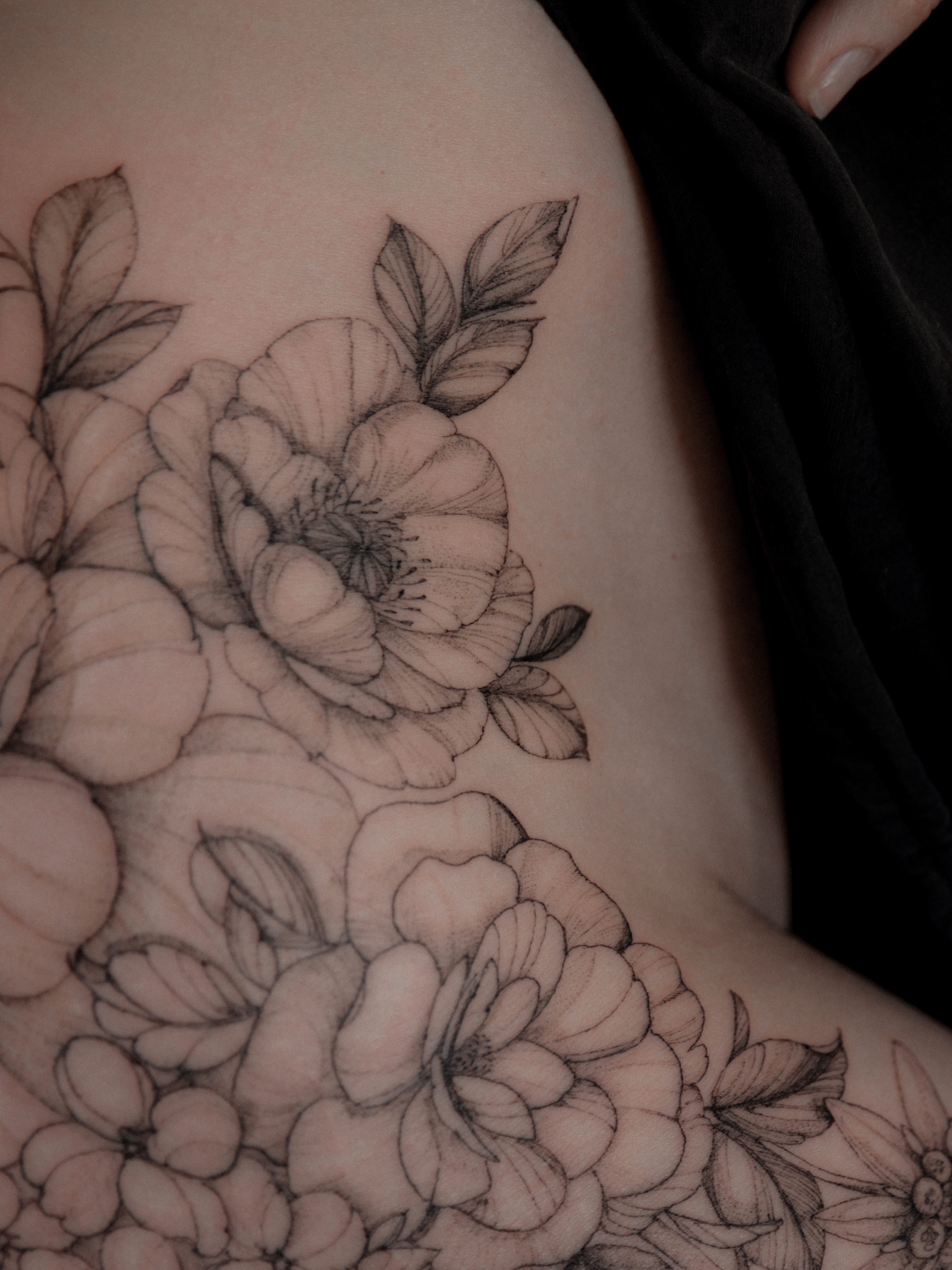 Flower, Rose, Nature