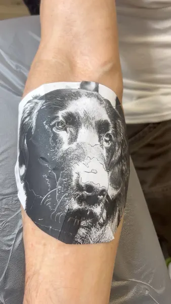 Animal