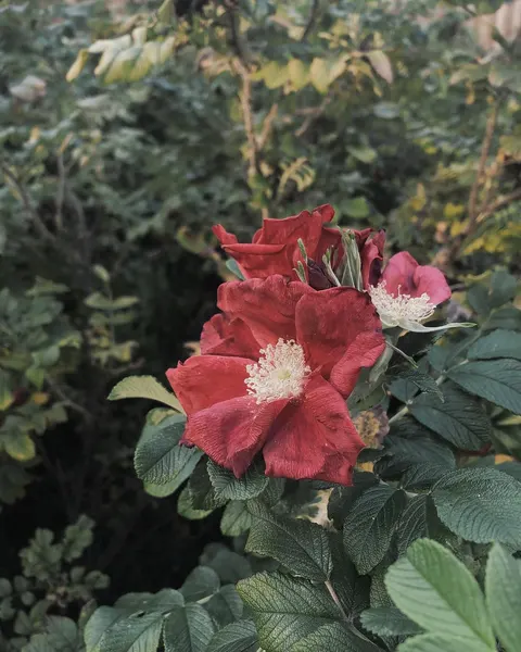 fflowerporn