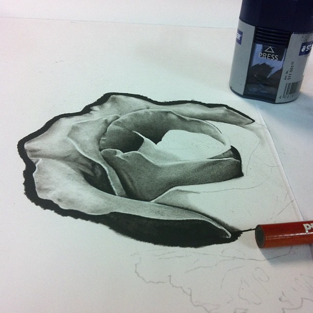 Flower, Rose