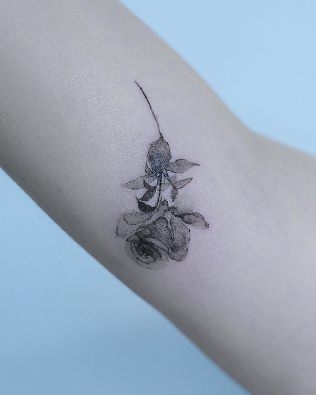 Flower, Rose