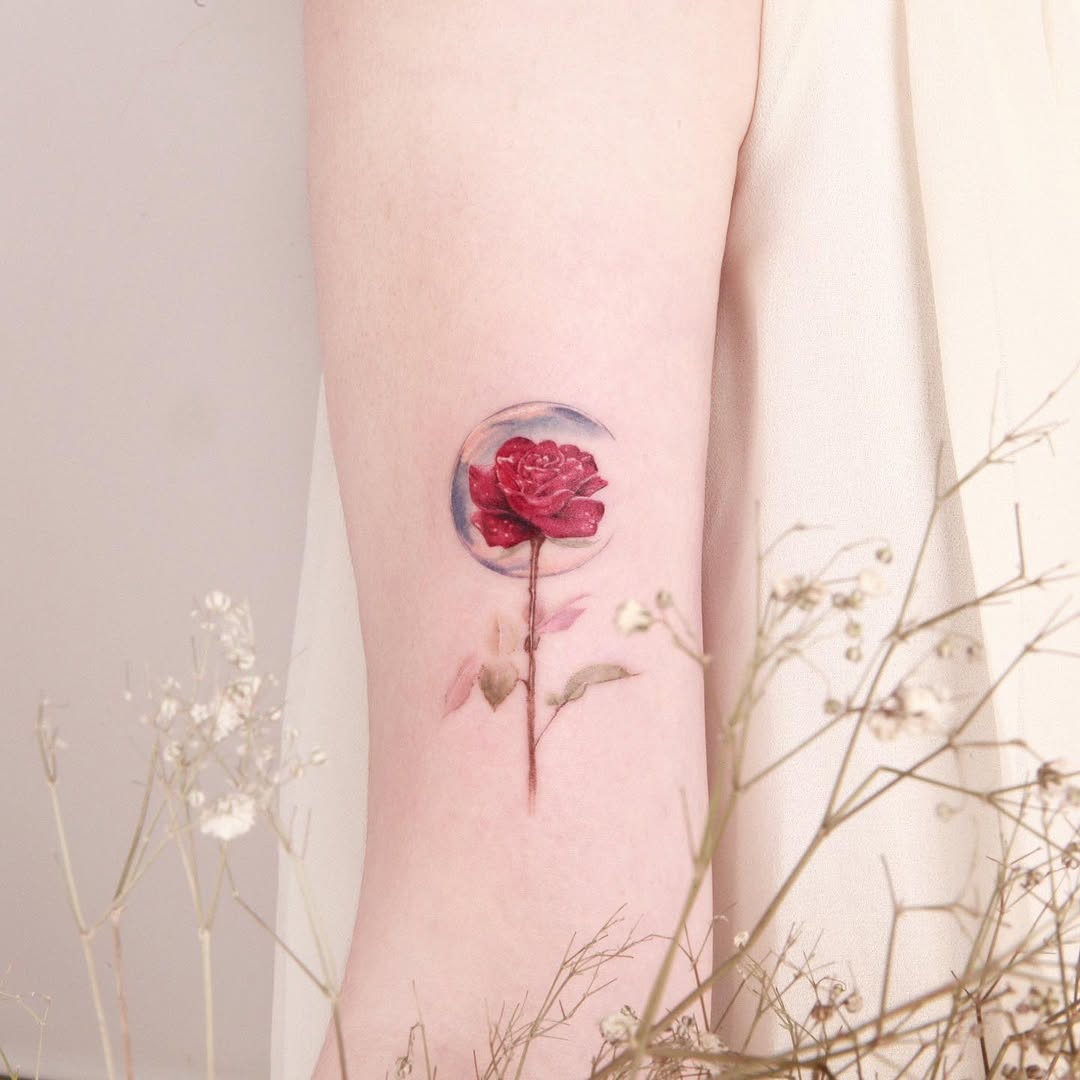 Flower, Rose, Nature