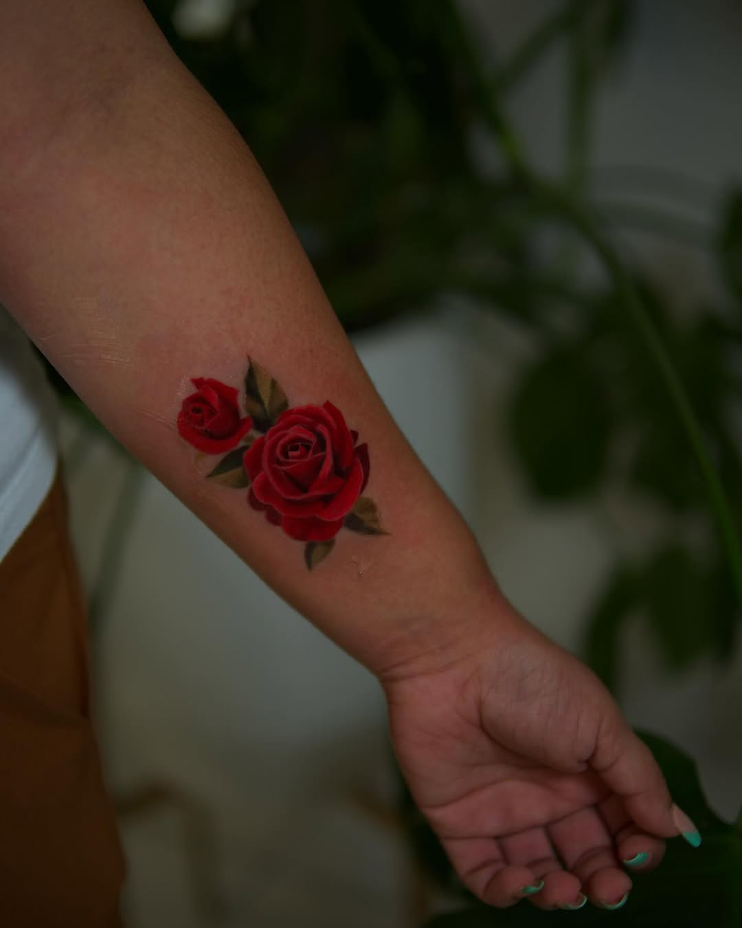 Flower, Nature, Rose