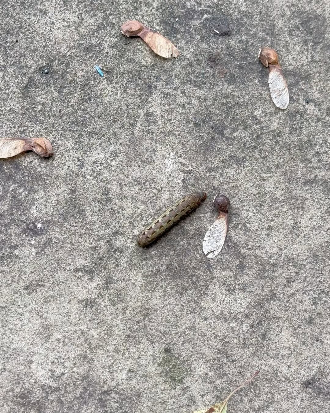 Animal, Nature