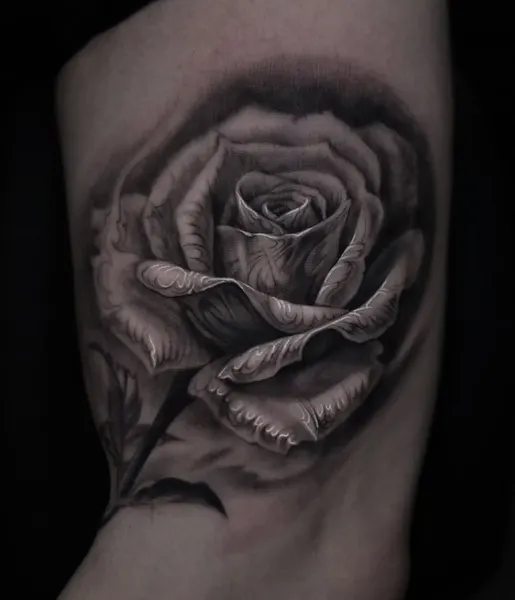 Flower, Rose
