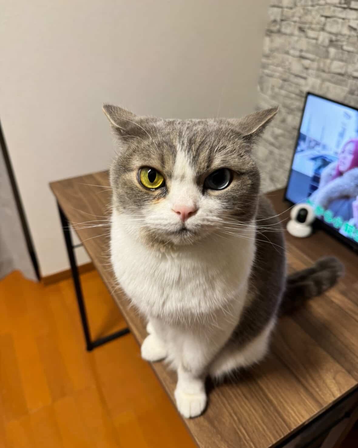 고양이, 반려동물
