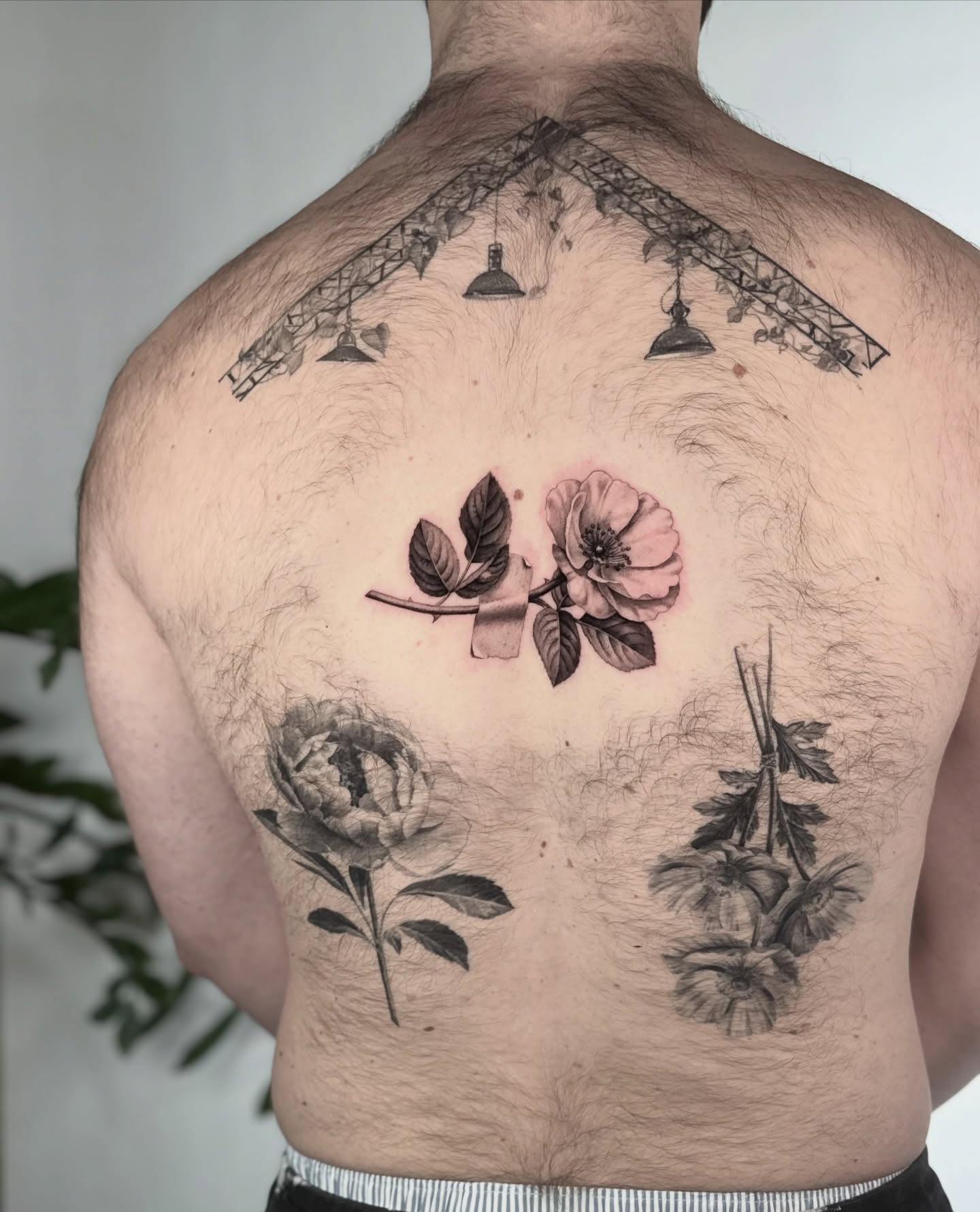 Flower, Rose, Nature