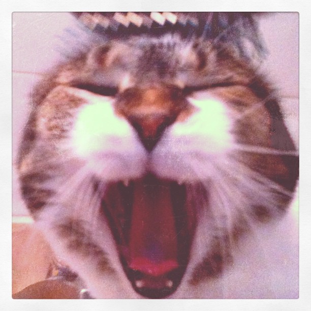 Animal