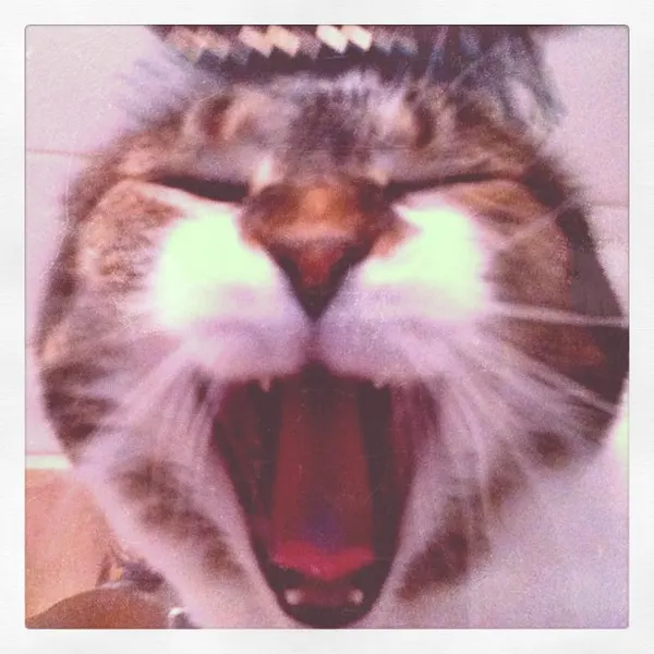 Animal