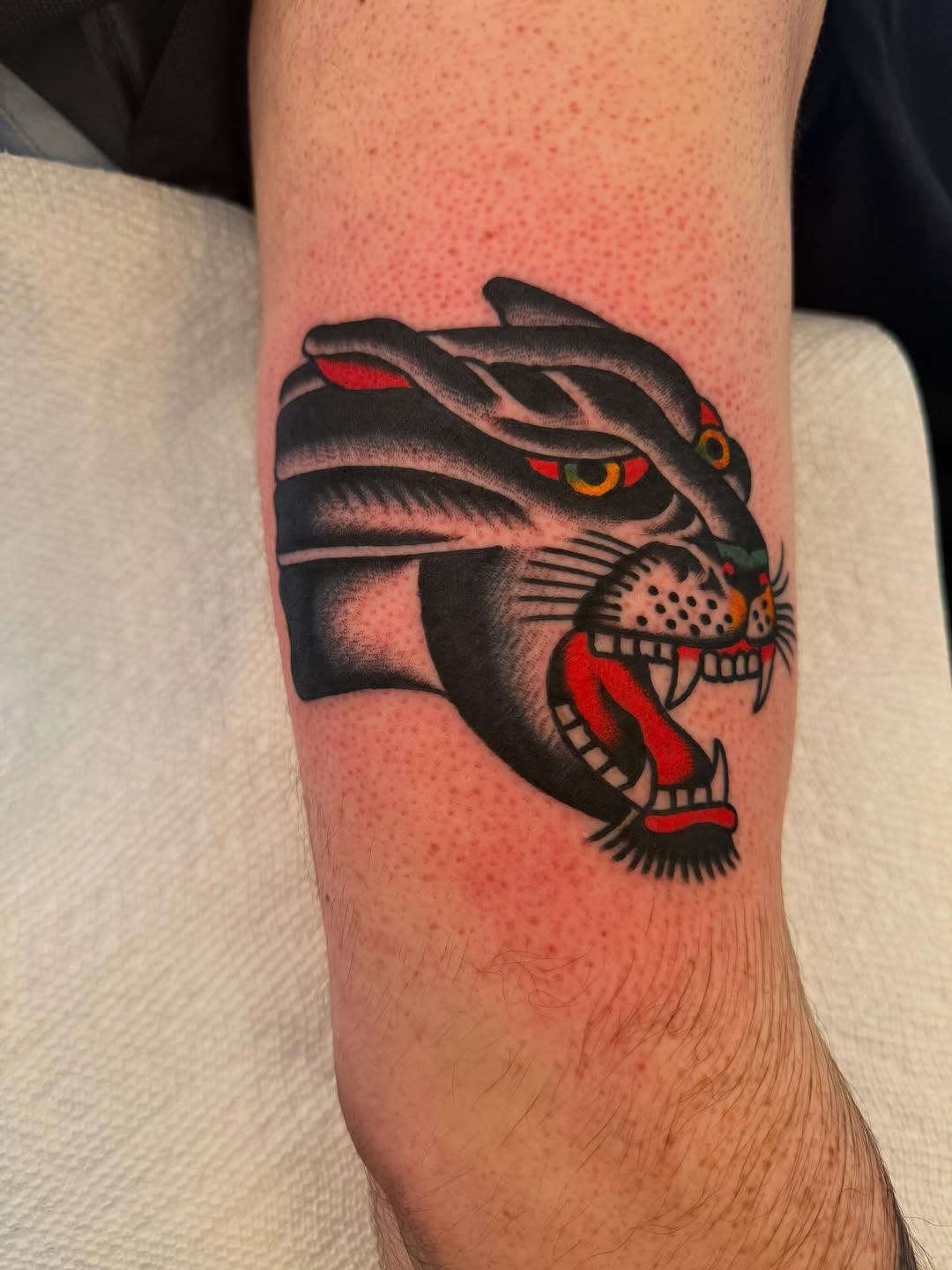 Tiger, Animal
