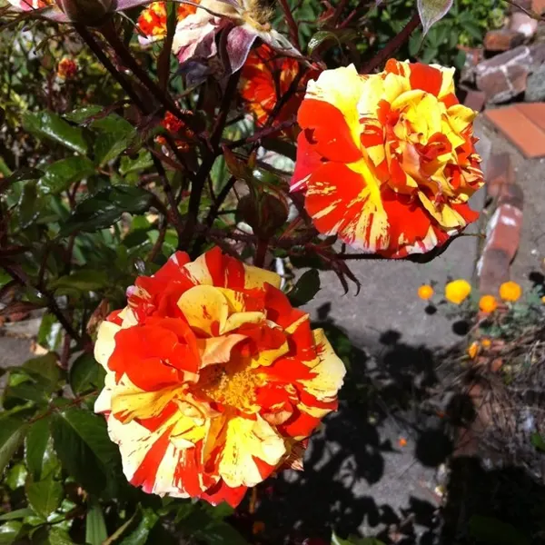 Flower, Nature, Rose