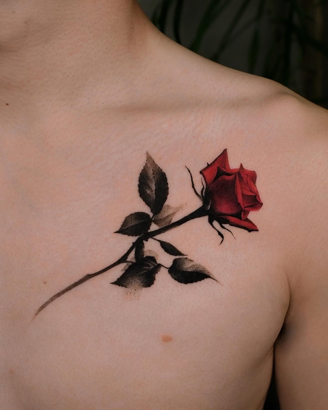 Flower, Rose, Nature