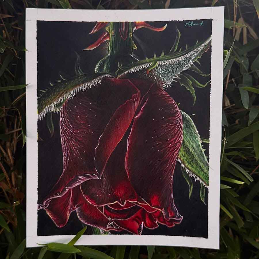 Flower, Rose