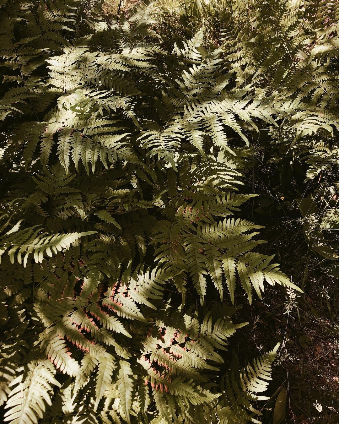 fflowerporn