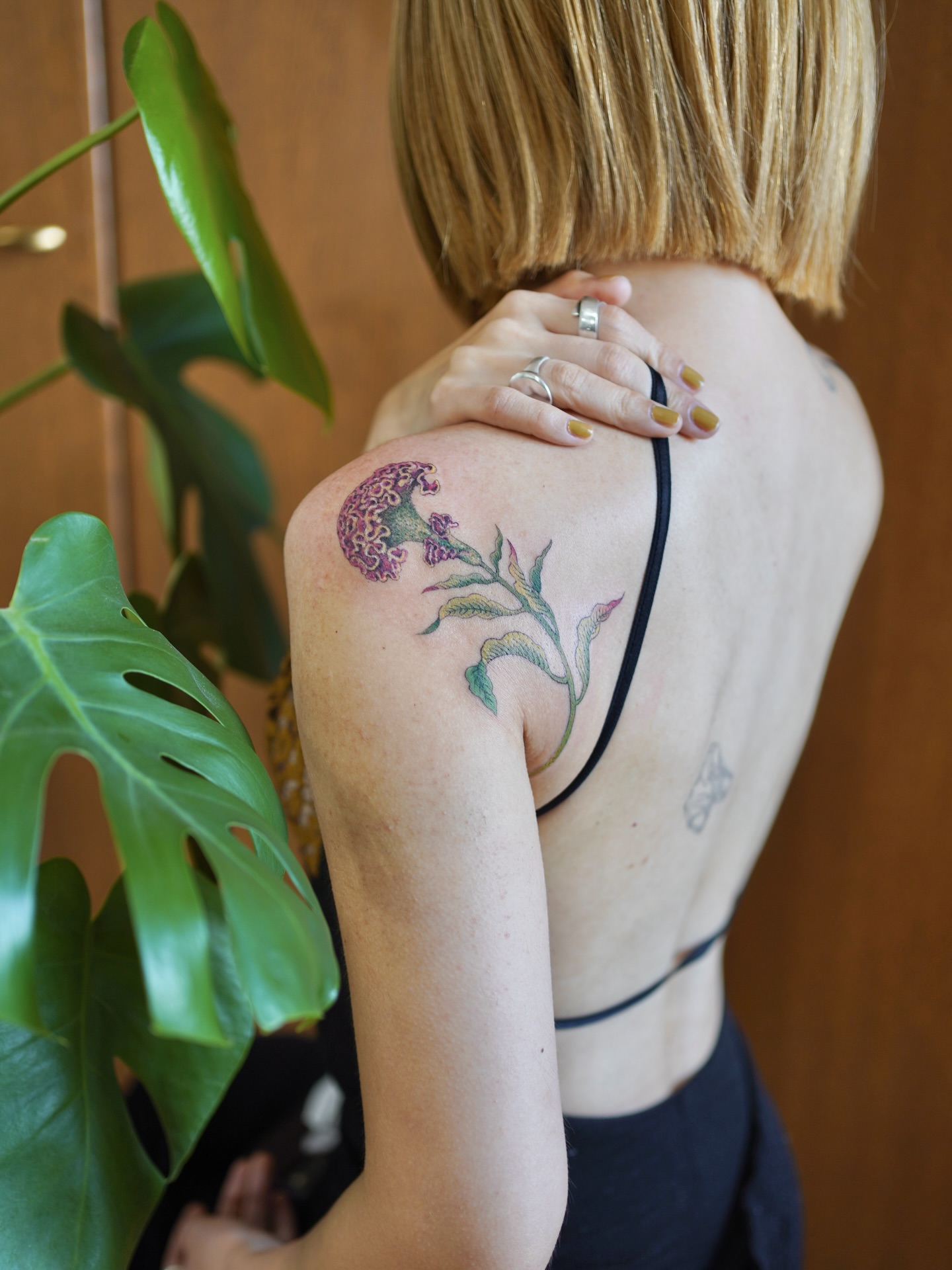 Flower, Rose, Nature