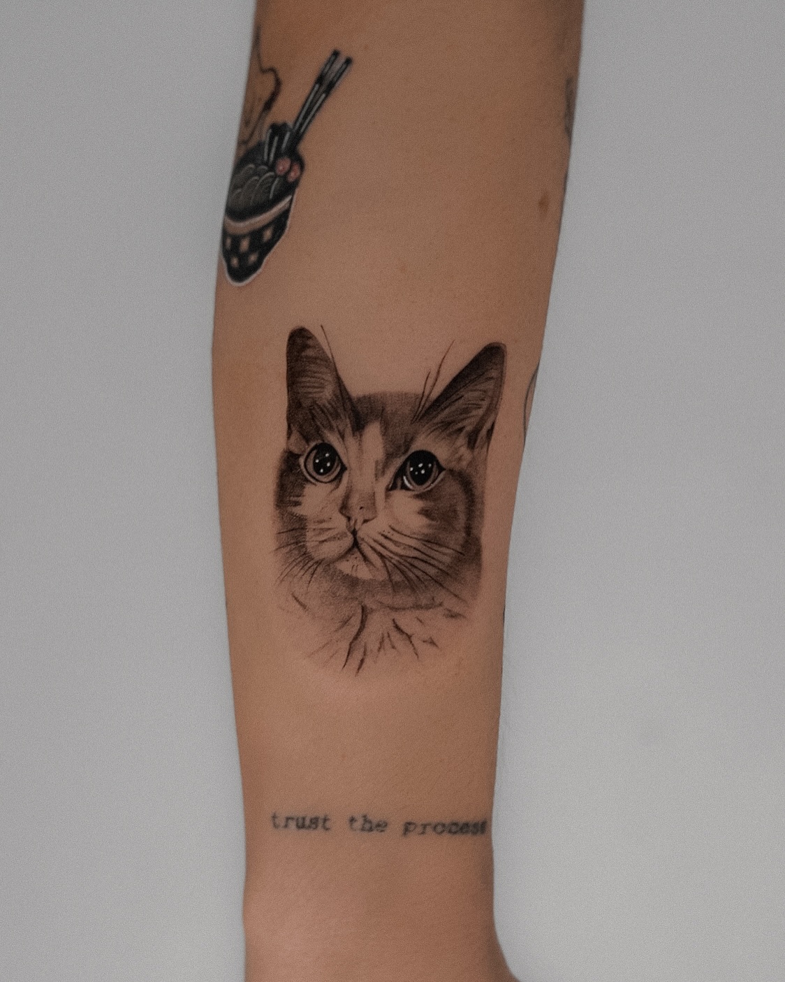 반려동물, 고양이
