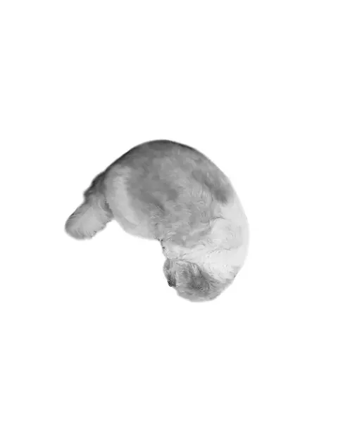 펭귄, 너구리, 다람쥐, 코알라, 고슴도치, 나무늘보, Animal, 판다