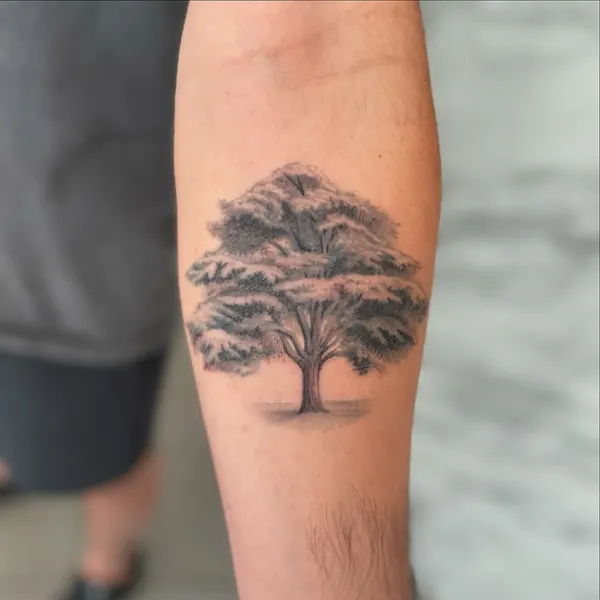 Nature, 나무, 소나무