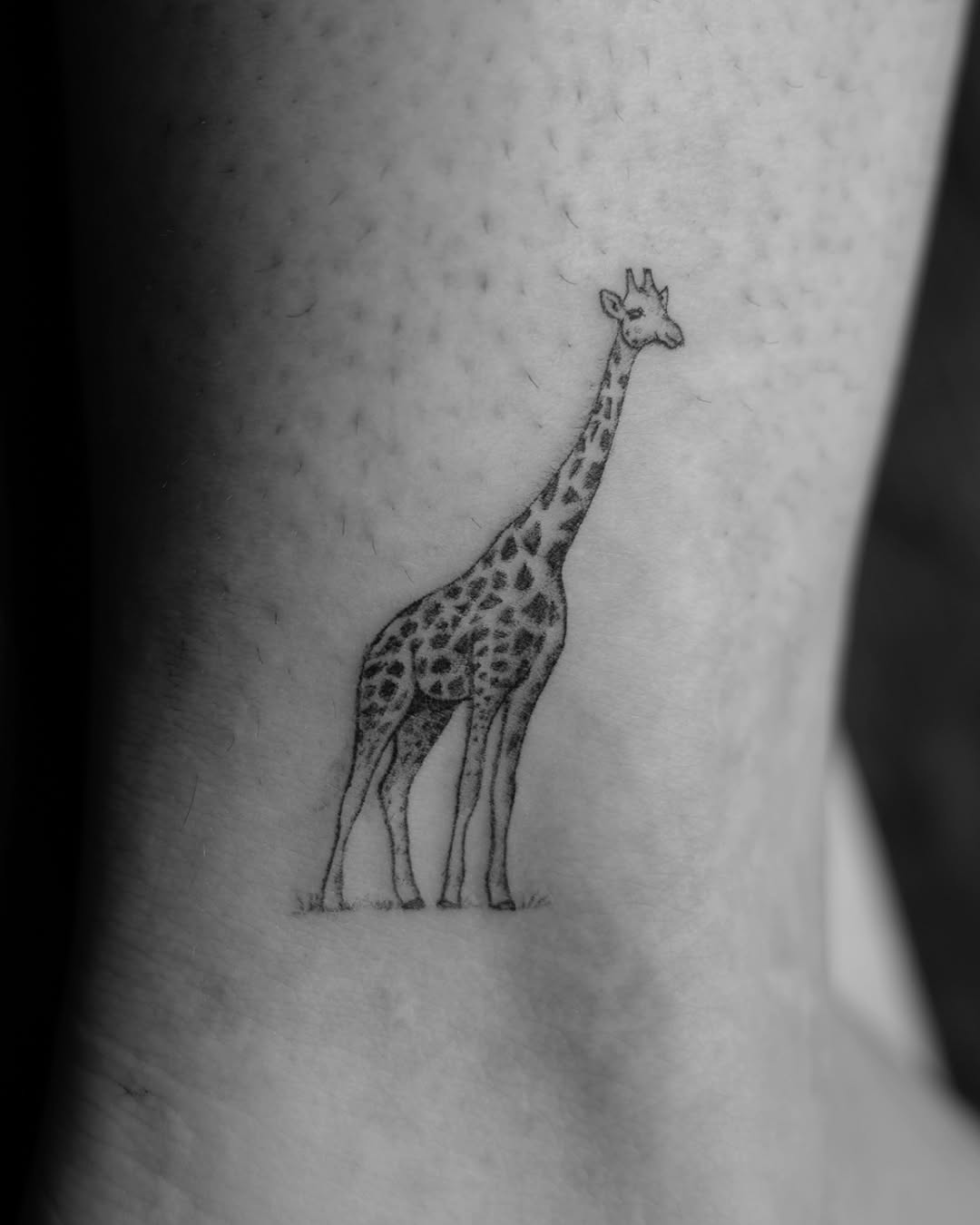 Animal