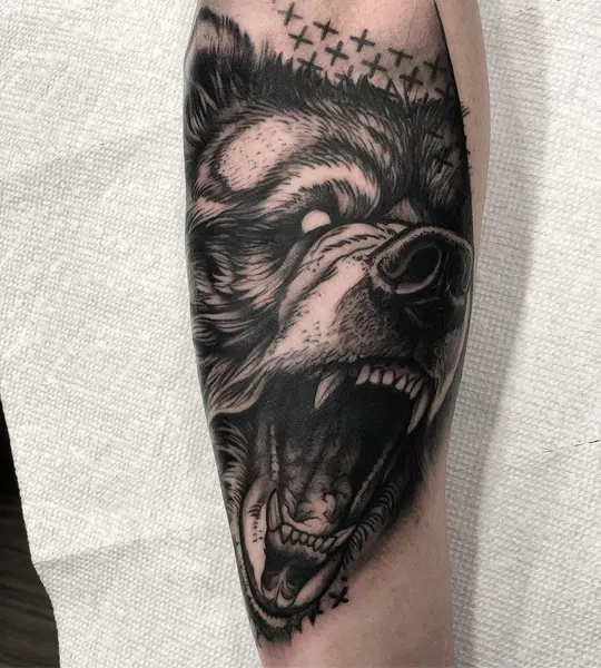 Animal, Tiger