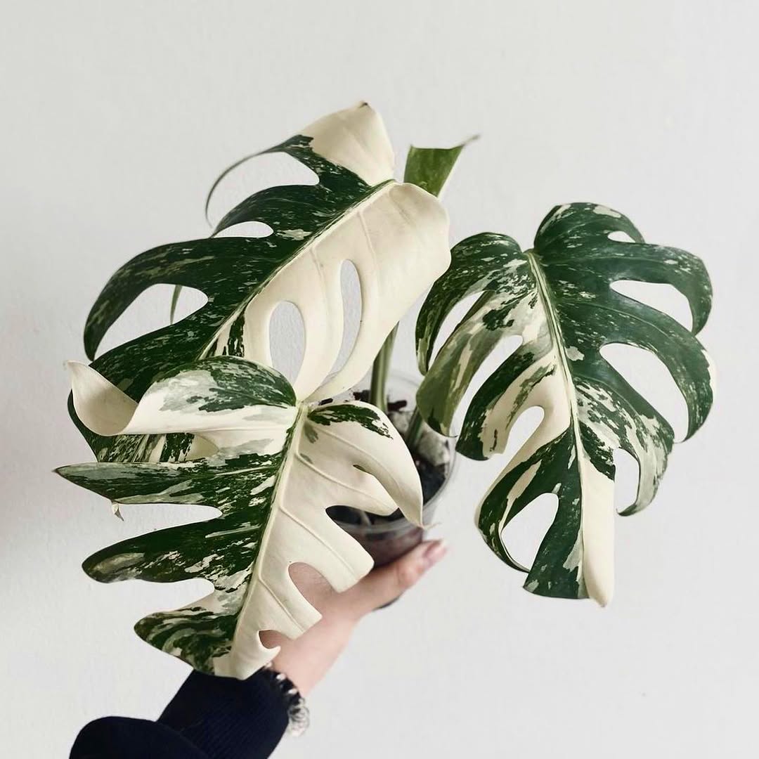 plantsnpokes