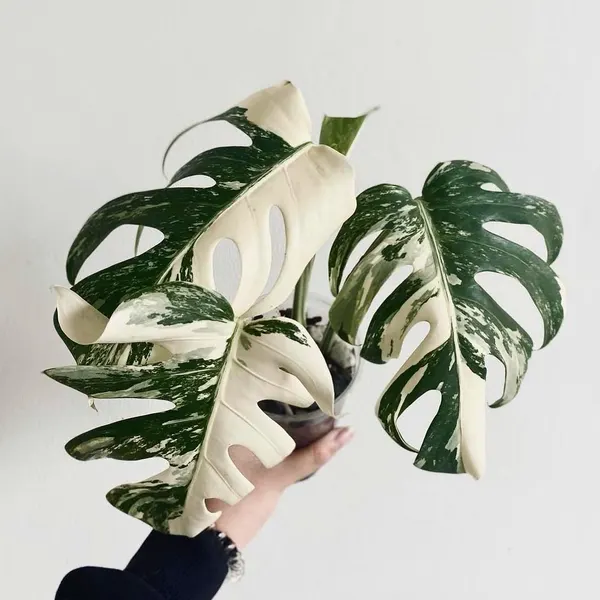 plantsnpokes