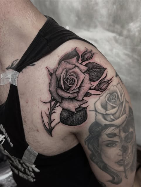 Flower, Rose, Nature