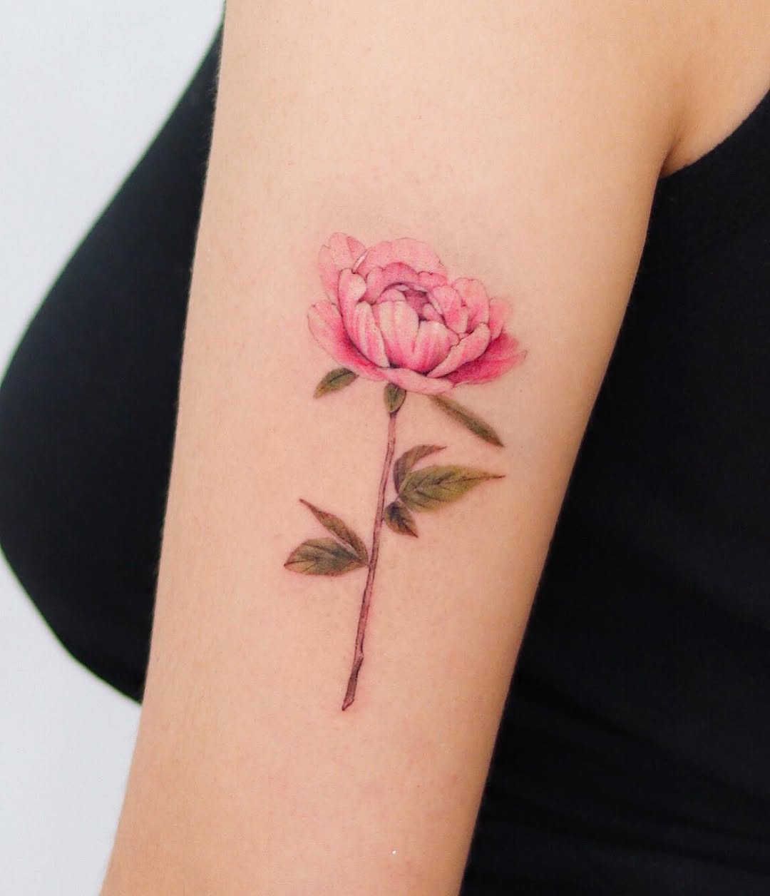 Flower, Rose, Nature