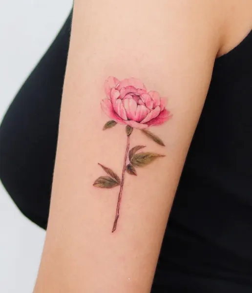 Flower, Rose, Nature