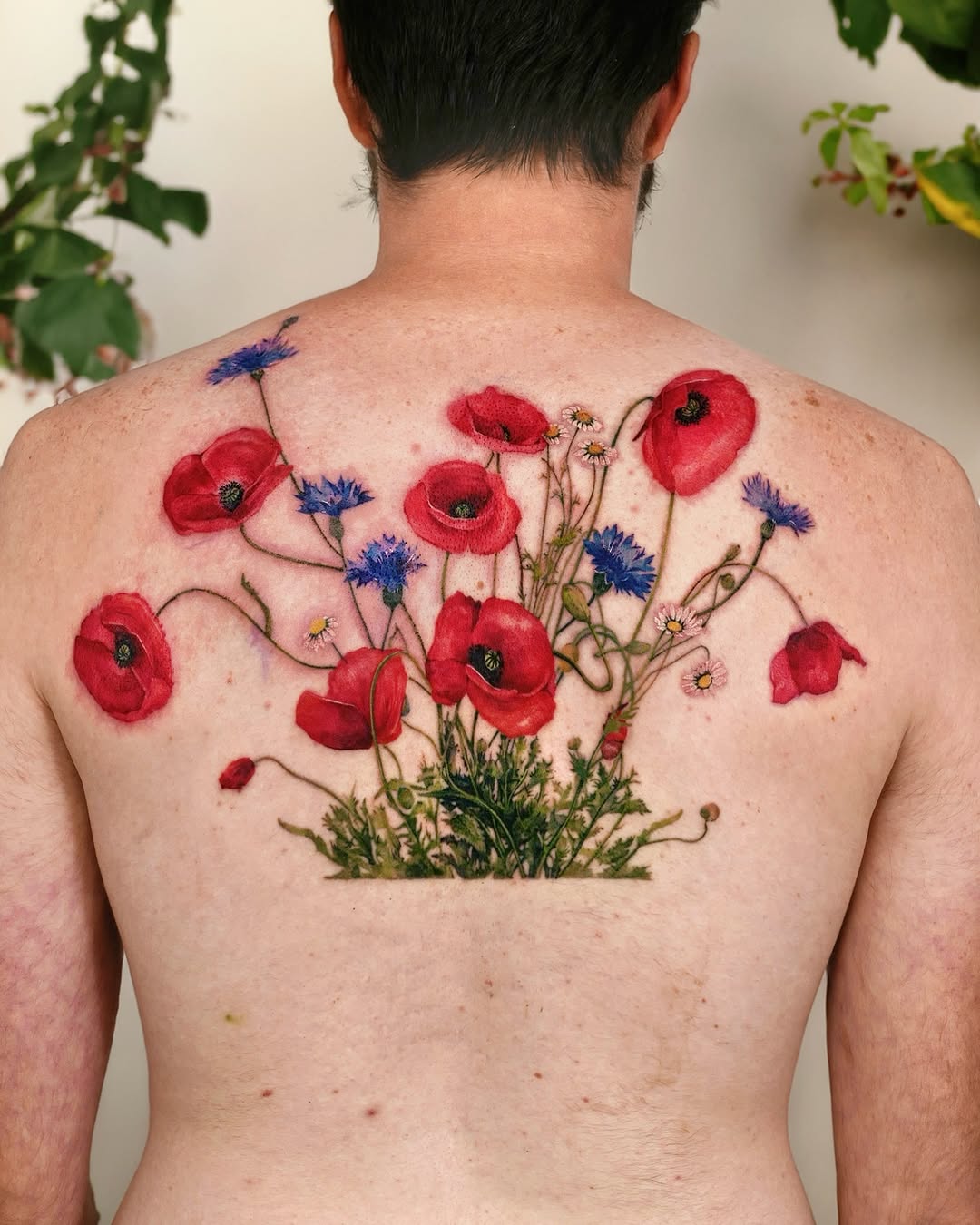 Flower, Nature, Rose