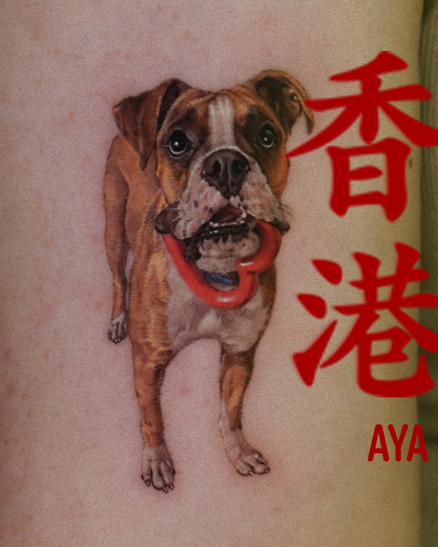Animal