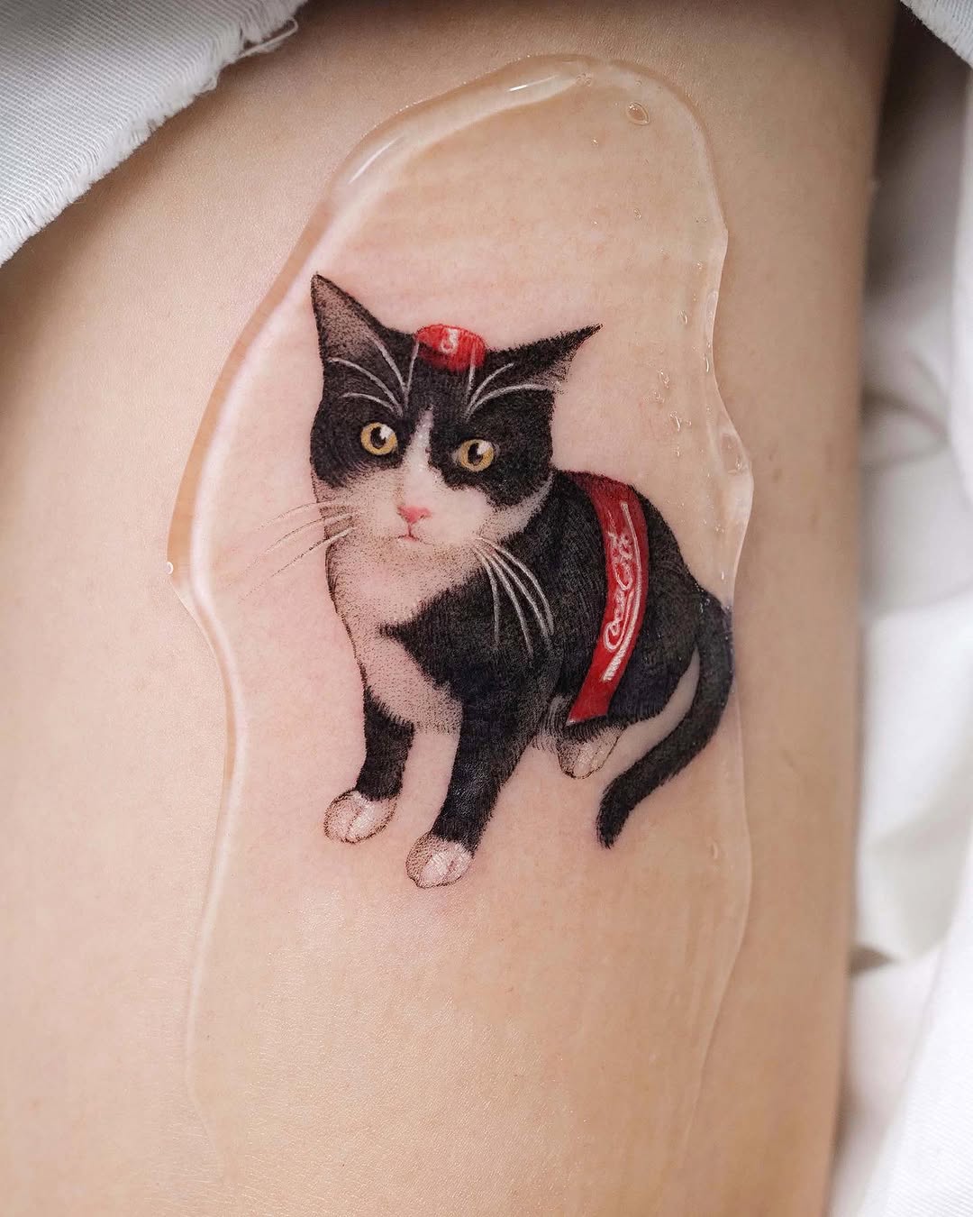 고양이