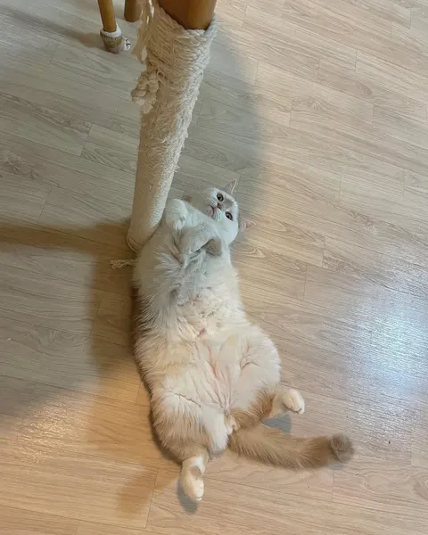 Animal
