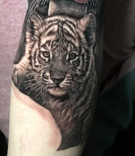 Tiger, 재규어