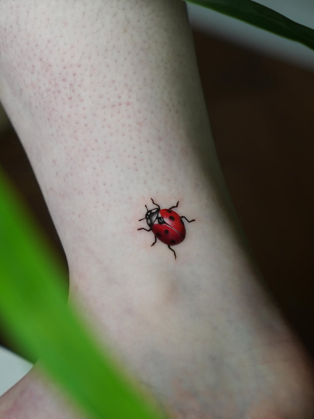 Mini, Animal, 무당벌레