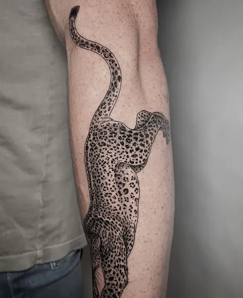 Tiger, Animal