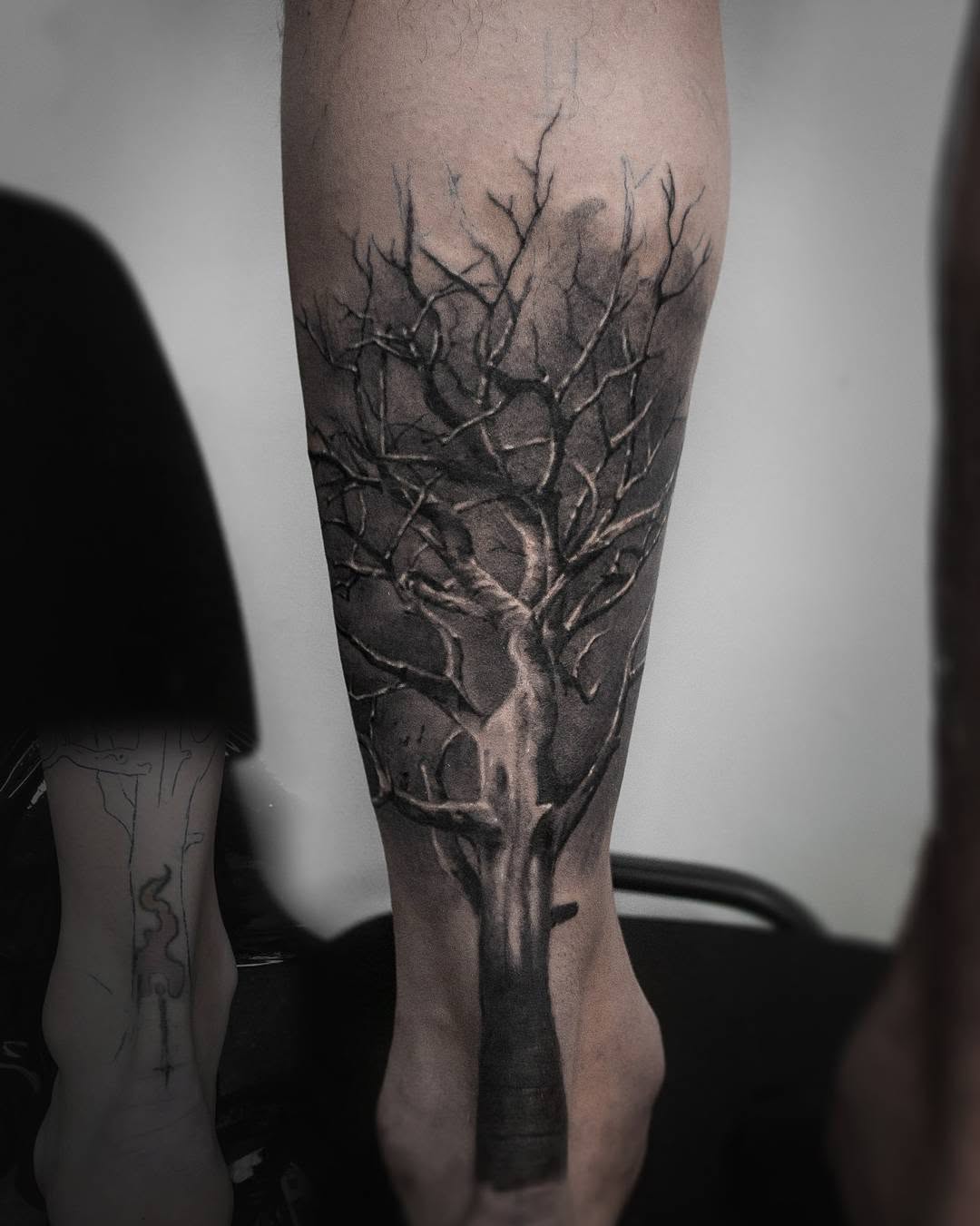 Nature, 나무, 소나무