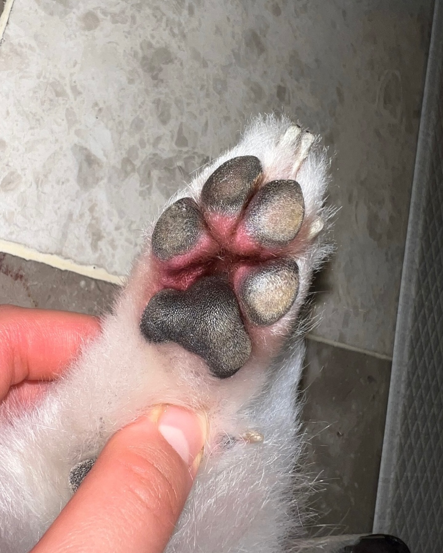 발자국, Animal