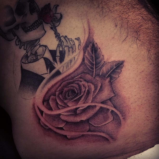 Flower, Rose, Nature