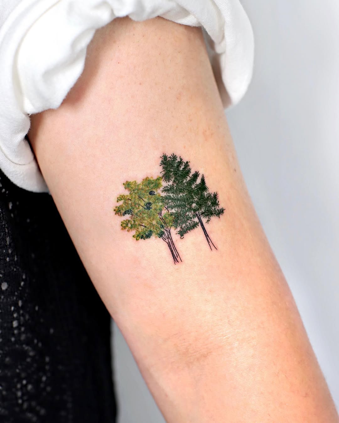 Nature, 소나무, 나무, 숲