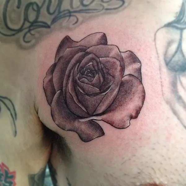 Flower, Rose, Nature