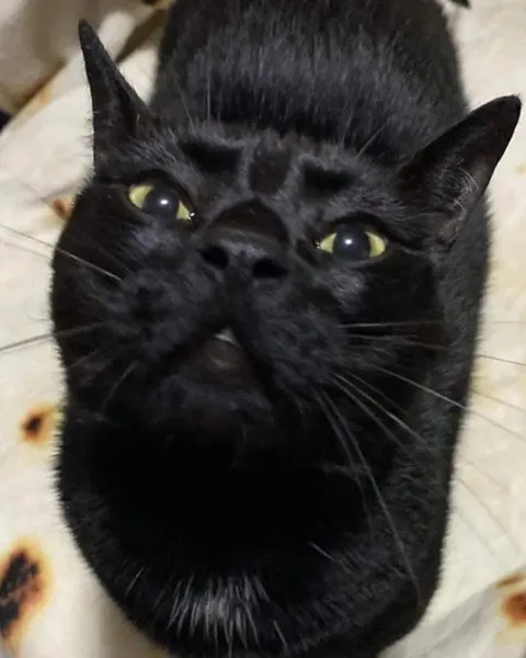 Animal